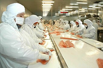 Advierten aumento de casos de melanosis en la salmonicultura chilena