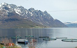Advierten que Noruega debe mejorar control en comercio de peces vivos de cultivo