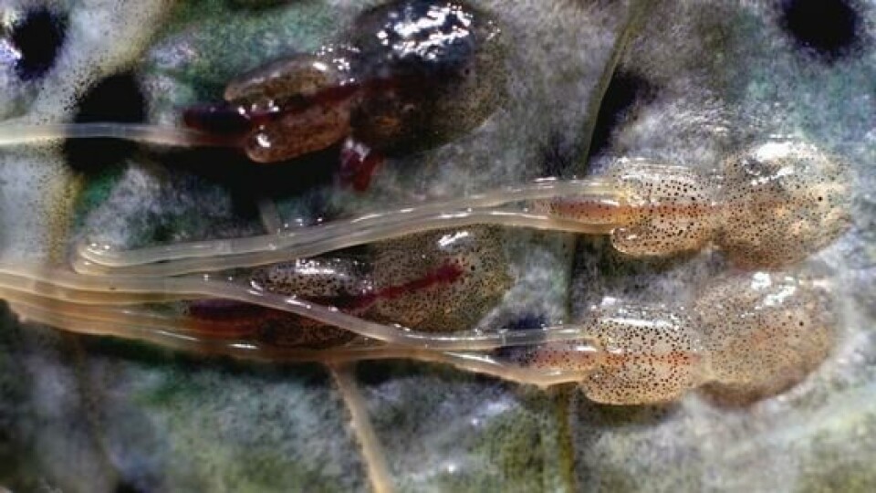 Los tratamientos con agua a -1°C durante 10 minutos y 1°C durante 240 minutos redujeron las cargas de piojos móviles, pero crearon daños en la piel y ojos. Foto: Instituto de Investigaciones Marinas.