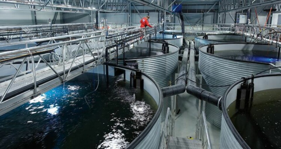 El segmento de operaciones RAS de AKVA Group se ha ido afianzando gradualmente en el mercado chileno. Foto: Archivo Salmonexpert.