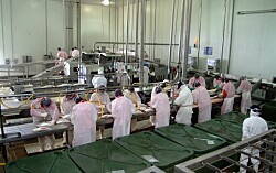 Trabajadores del salmón: 25 mil operarios no pueden ir a sus empresas