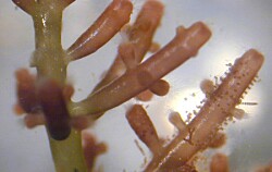 Alga roja podría estimular el sistema inmune de la trucha arcoíris