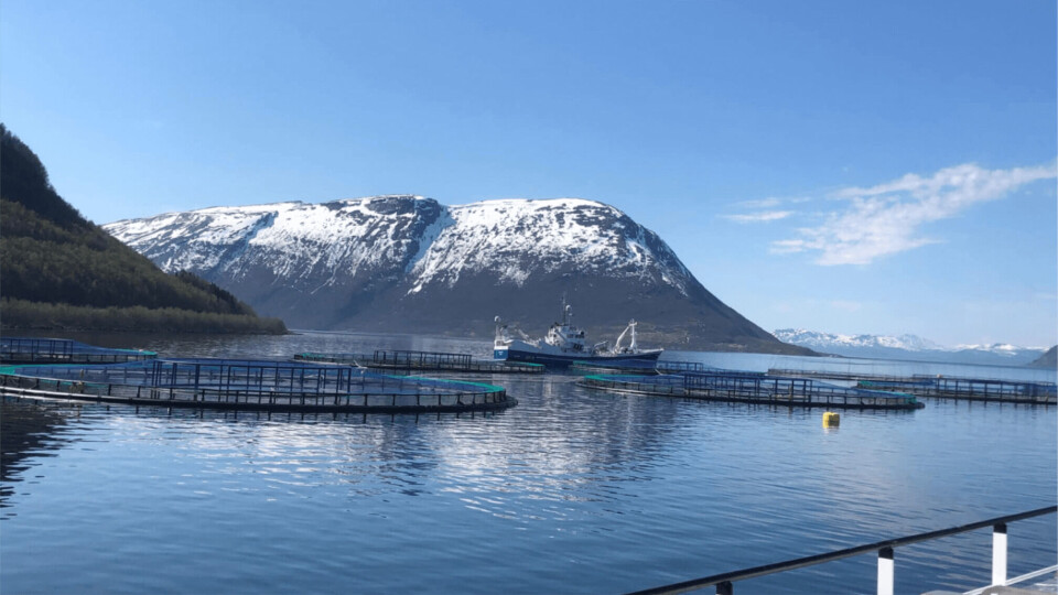 El centro de cultivo ubicado en Ytre Stræte en Astafjorden, fotografiado el 20 de mayo, donde Nordlaks ha perdido hasta 1,3 millones de peces. Foto: Nordlaks.