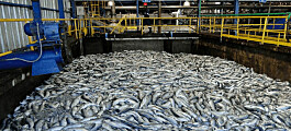 Factores ambientales lideran causas de 62 eventos de mortalidad masiva de salmón