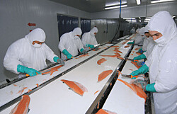 Trabajadores del salmón llaman a darle urgencia a proyecto que modifica contratos de obra y faena