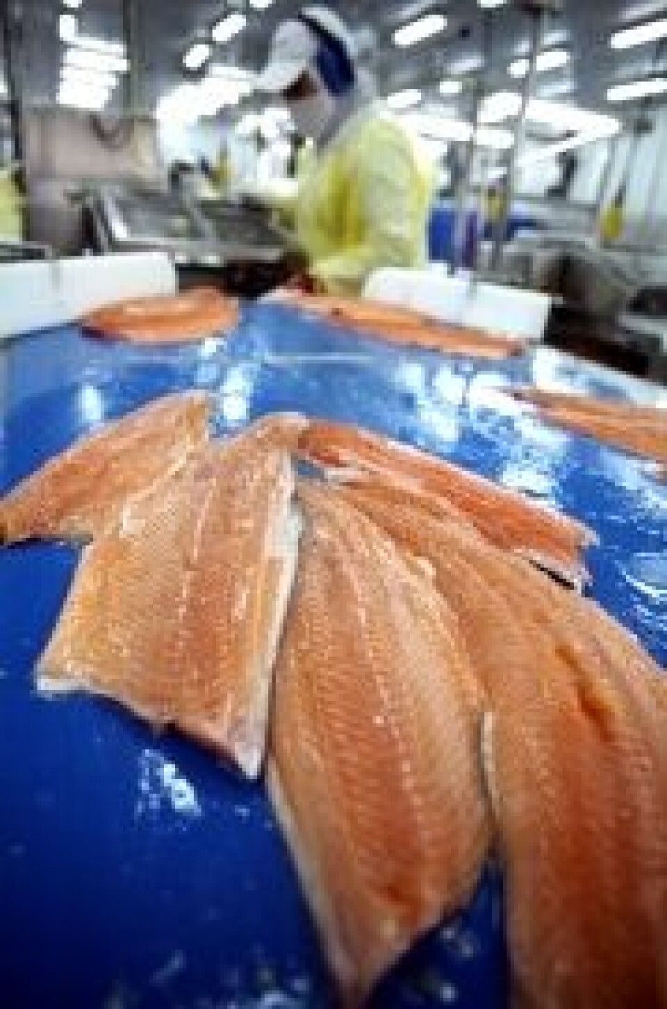 Caso Cristal Violeta: desbloquearían stock de salmones de MH