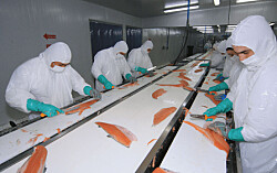 Marea roja: salmonicultoras acusan daño reputacional y efectos sobre empleo