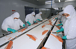 Envíos de salmón chileno registran segunda caída consecutiva este año