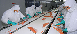 Envíos de salmón chileno registran segunda caída consecutiva este año
