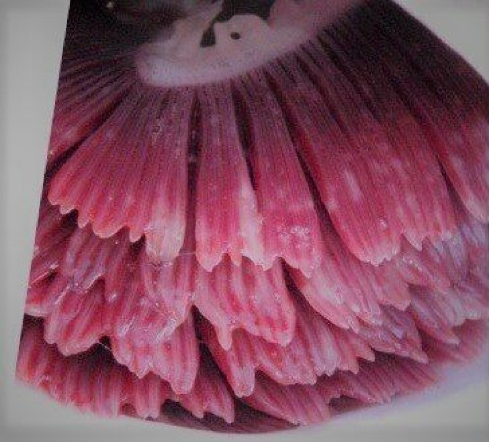 Branquias de pez afectado por Neoparamoeba perurans.