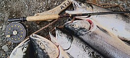 Rusos esperan que pesca en EE.UU. descomprima precio del salmón chileno