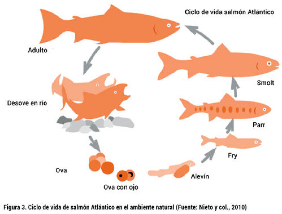 Análisis del desarrollo de la producción de smolt: escenario productivo, calidad y normativa