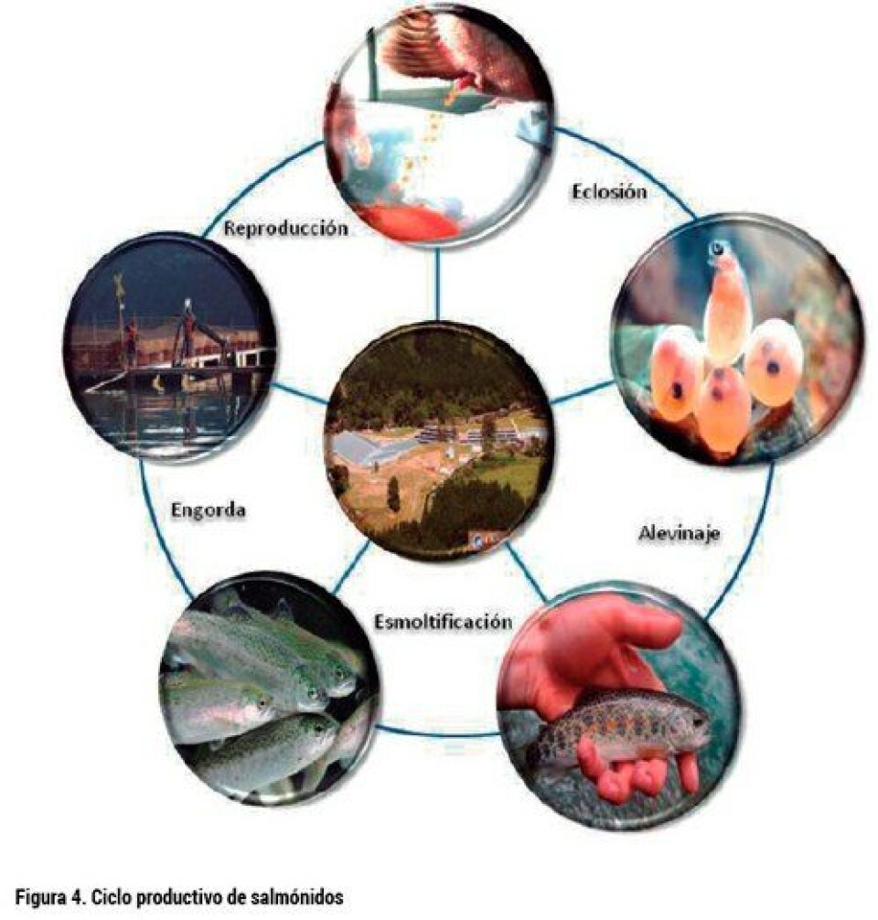 Análisis del desarrollo de la producción de smolt: escenario productivo, calidad y normativa