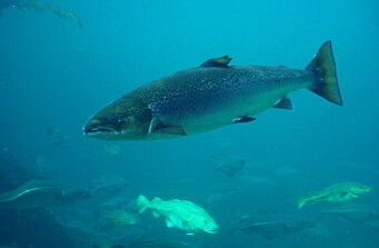 Artículo científico sobre genoma del salmón recibe importante distinción
