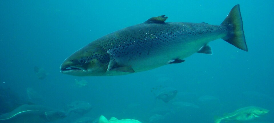 Productores de salmón chileno mejoran en evaluación global de bienestar animal