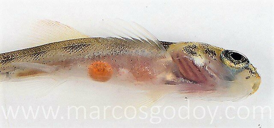 Alevín de salmón Atlántico (Salmo salar). Se observa detalle de retención de gota lipídica en la cavidad abdominal. Foto: Marcos Godoy.