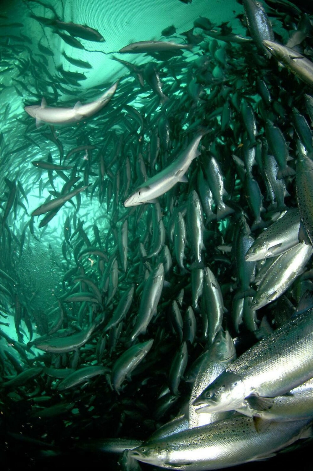Imagen referencial de salmones nadando. Foto: Archivo Salmonexpert. Imagen referencial de salmones nadando. Foto: Archivo Salmonexpert.