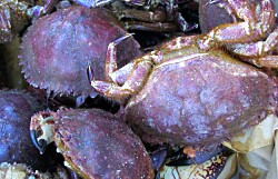 Antiparasitarios afectan negativamente a crustáceos de vida libre