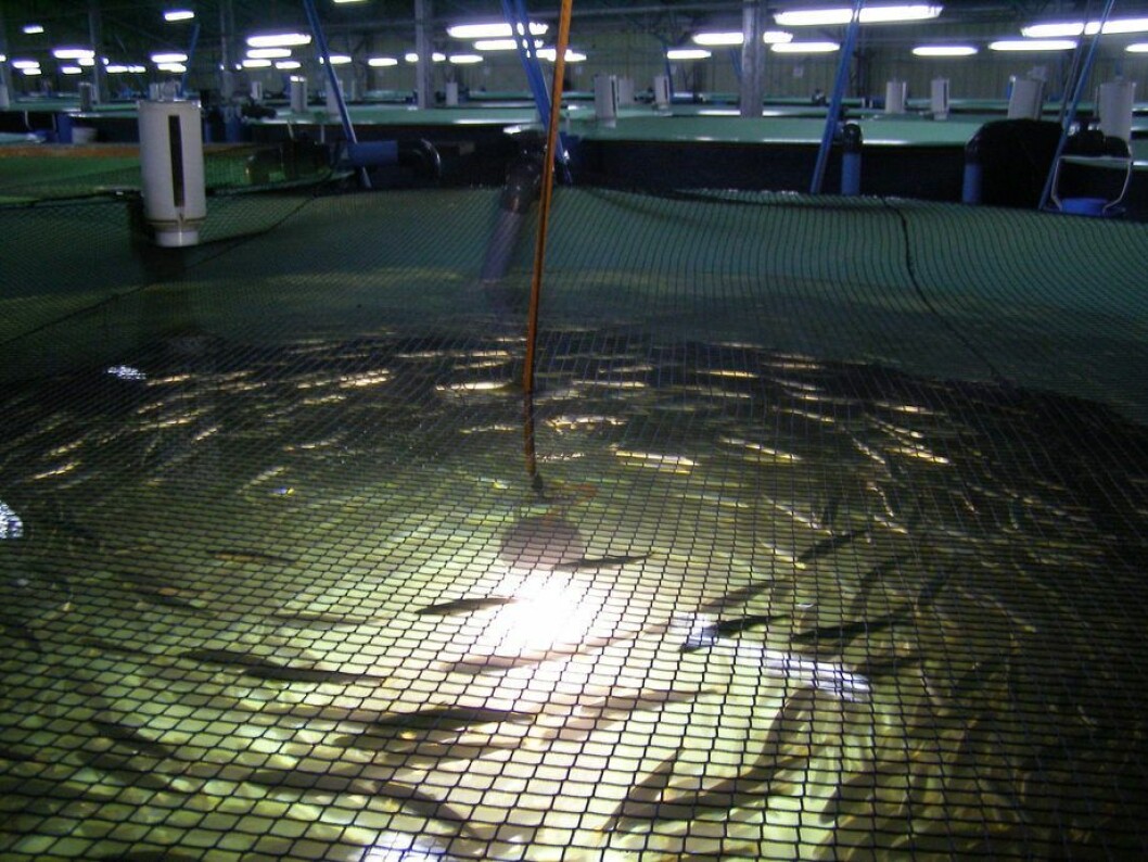 Imagen referencial piscicultura. Foto: Archivo Salmonexpert. Imagen referencial piscicultura. Foto: Archivo Salmonexpert.