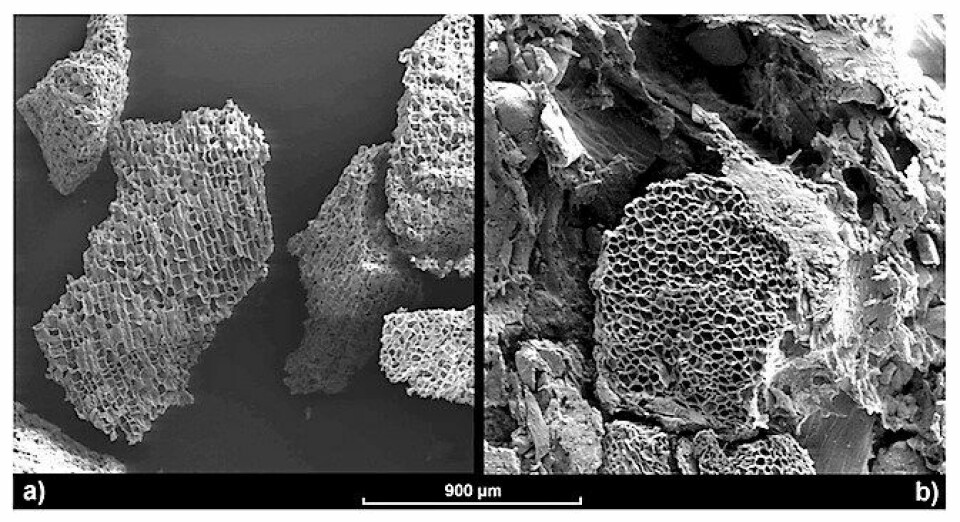 Imágenes de microscopio electrónico de (a) una partícula de corcho individual (Amorim) y (b) gránulos de corcho incrustadas en un gránulo de alimento después de la extrusión. Foto: Aquaculture Alliance.