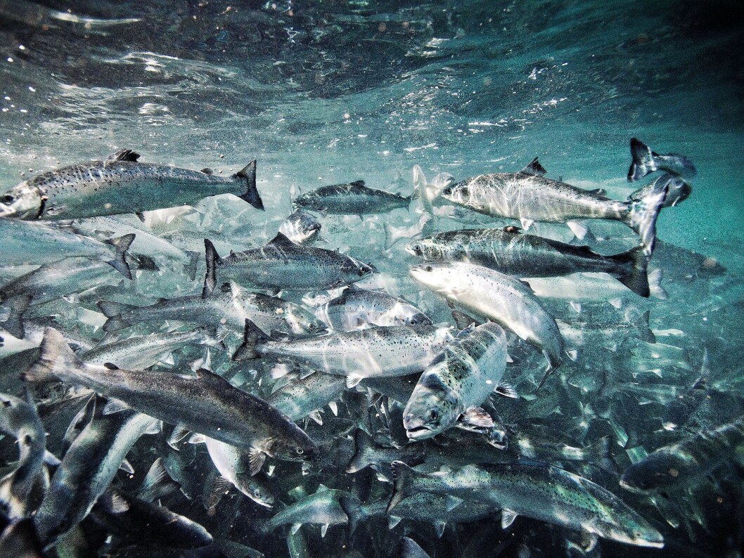 Imagen referencial de salmones. Foto: Archivo Salmonexpert. Imagen referencial de salmones. Foto: Archivo Salmonexpert.