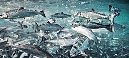 Reconocen a centros con mejores rendimientos para salmón Atlántico y salmón coho