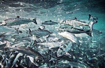Reconocen a centros con mejores rendimientos para salmón Atlántico y salmón coho