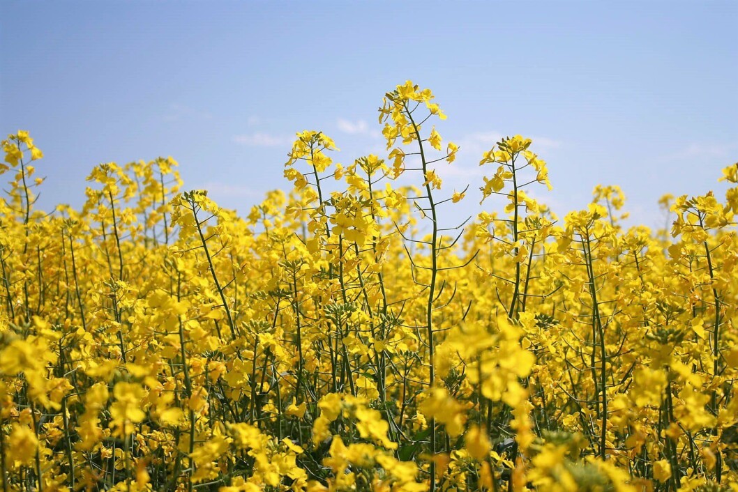 Imagen de canola. Foto: Nuseed. Imagen de canola. Foto: Nuseed.