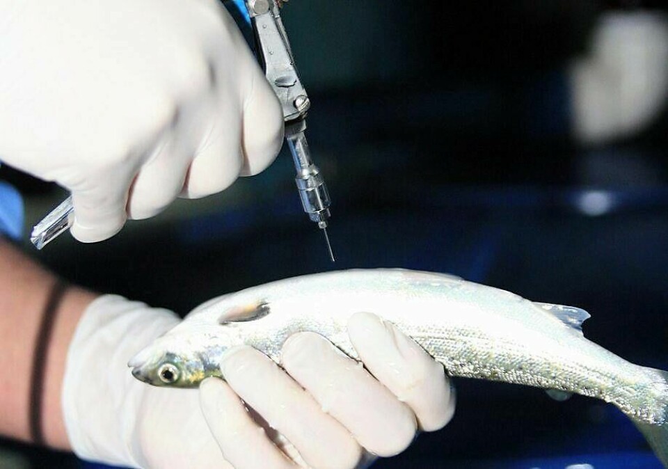 Imagen referencial de inyección de peces. Foto: Archivo Salmonexpert.