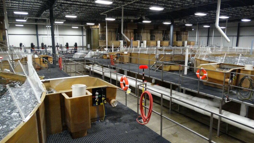 Las instalaciones de RAS de AquaBounty en Albany, Indiana, tienen una capacidad anual de sólo 1.200 toneladas. Foto: AquaBounty. Las instalaciones de RAS de AquaBounty en Albany, Indiana, tienen una capacidad anual de sólo 1.200 toneladas. Foto: AquaBounty.
