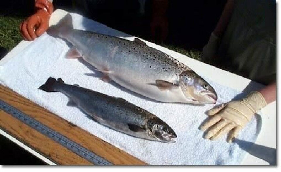 El salmón GM crece más rápido durante las primeras etapas de su vida. Foto: AquaBounty.