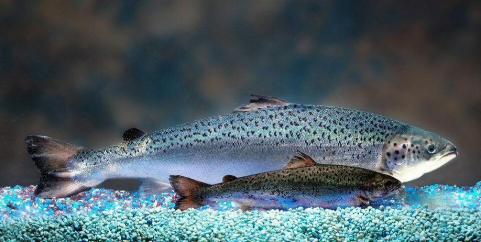 El salmón de Aquabounty alcanza el tamaño del mercado en casi la mitad del tiempo, lo que hace que la producción en tierra sea más viable. Foto: Aquabounty.