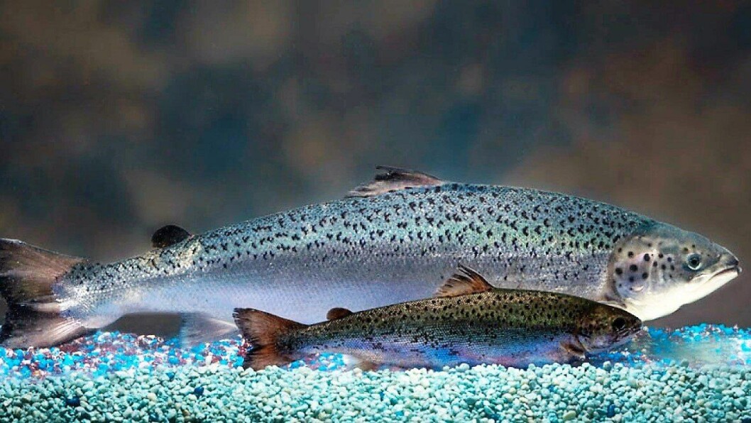Salmón transgénico producido por Aquabounty. Foto: Aquabounty. Salmón transgénico producido por Aquabounty. Foto: Aquabounty.