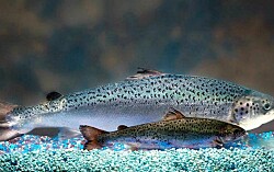 AquaBounty: Empresa de salmón transgénico eleva sus pérdidas