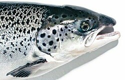 Aquabounty: reafirman legalidad de salmón genéticamente modificado