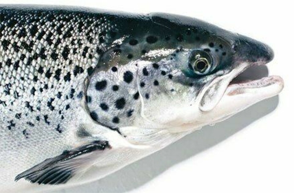 Imagen refernecial de salmón. Foto: Aquabounty.