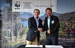 AquaChile acuerda con WWF reducir sus impactos ambientales y sociales