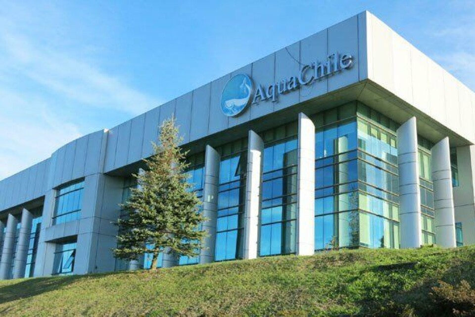 Top 5 empresas exportadoras: AquaChile, Cermaq, Multiexport Foods, Mowi Chile y Australis Seafoods. Foto: Archivo Salmonexpert.