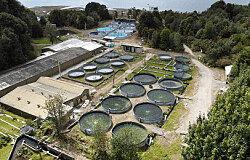 AquaChile generará el 100% de sus reproductores de salmón coho en tierra