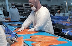 Autoridad rusa desbloquea planta de AquaChile para envíos de salmón