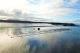 Aquatem construirá nuevas jaulas reforzadas en Isla de Chiloé