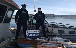 Armada incauta más de 3 toneladas de salmones robados en Quemchi