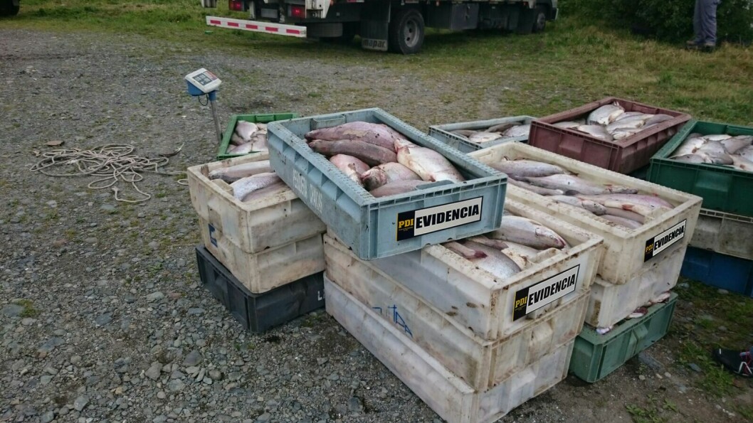 Imagen referencial de robos en la industria chilena del salmón. Foto: Archivo Salmonexpert.