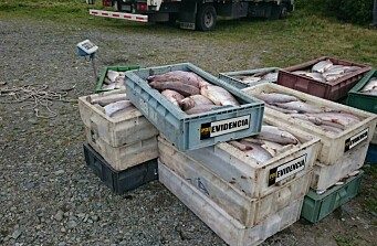 PDI incauta 2 toneladas de salmón en Puerto Aysén