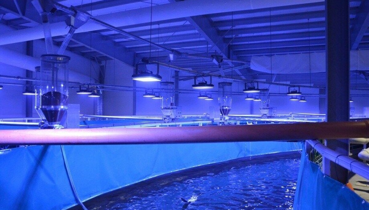 Así opera la instalación que venderá el primer salmón RAS de Noruega