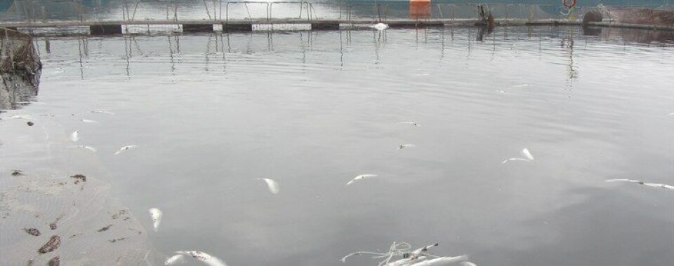 SMA formuló cargos contra Salmones Pacific Star