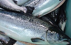 Canadá: Mantienen clasificación “Avoid” para salmón Atlántico de cultivo