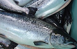 Cosechas de salmón Atlántico caen un 11,8% en agosto