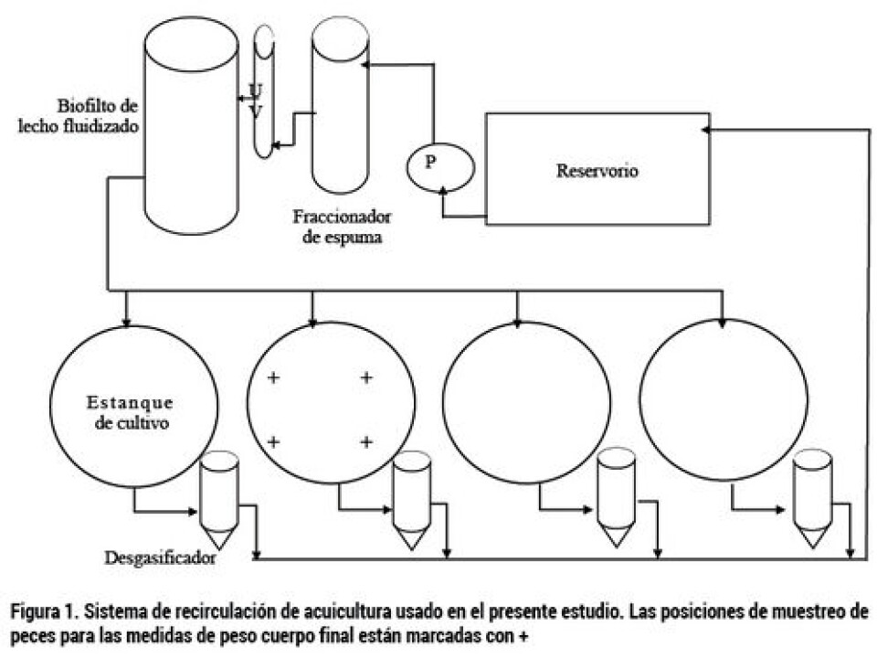 Características de crecimiento y calidad de la carne de salmón Atlántico (Salmo salar L.) alimentado con distintas dietas comerciales y tasas de alimentación en sistemas de recirculación