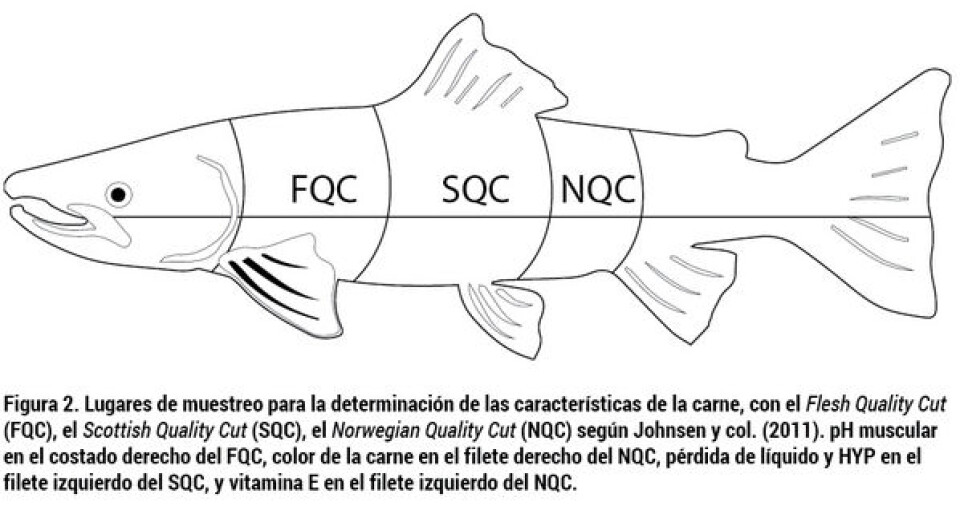 Características de crecimiento y calidad de la carne de salmón Atlántico (Salmo salar L.) alimentado con distintas dietas comerciales y tasas de alimentación en sistemas de recirculación